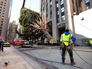 The Rockefeller Center Christmas Tree arrives at Rockefeller Plaza and is craned into place on November 14, 2020 in New York City. Cindy Ord/Getty Images/AFP Cindy Ord / GETTY IMAGES NORTH AMERICA / Getty Images via AFP
