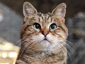 Hagia Sophia’s protector for 15 years, Gli the Cat, has just died (Twitter)