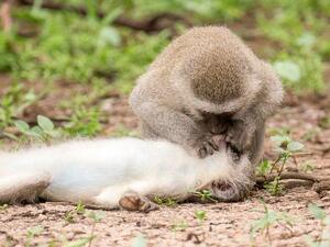 Monkey 'gives mouth-to-mouth' (Twitter)