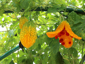 Bitter melon or Momordica charantia plant in organic garden (Shutterstock)	