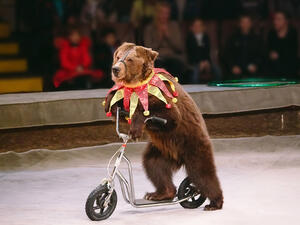 Circus bear on speech. (Shutterstock/ File Photo)