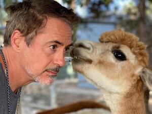 Robert Downey Jr.  (Instagram)