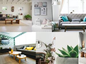 أسرار فنغ شوي: الألوان والأثاث والنباتات والتلفاز