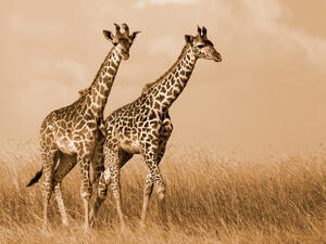 Shutterstock