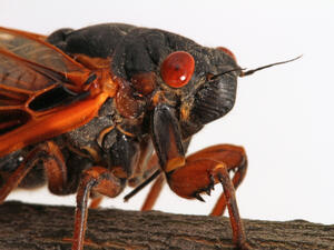  (Shutterstock)	