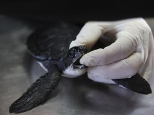 A worker at the Israeli Sea Turtle Rescue Center cleans a sea turtle at their center in the Israeli coastal moshav of Mikhmoret, north of Tel Aviv on February 21, 2021, after powerful winds and unusually high waves pummelled Israel's entire Mediterranean coastline earlier in the week, with tonnes of tar staining beaches from Rosh Hanikra, just south of Lebanon, to Ashkelon just north of Gaza. The environmental protection ministry vowed to locate the source of the pollution, saying it was on a rare scale and