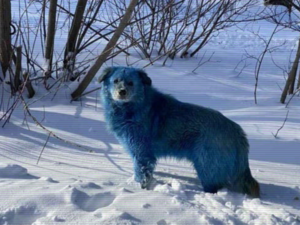 Why Are Colorful Dogs Roaming Around Russian Streets?