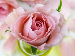 اصنعيه بنفسك: معطّر الغرف بماء الورد