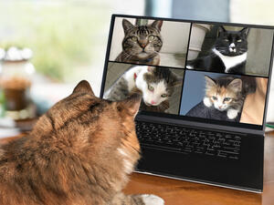 (Shutterstock)	