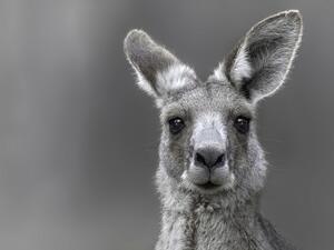 (Shutterstock)	