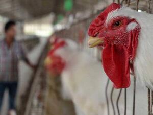 ذبح الدواجن