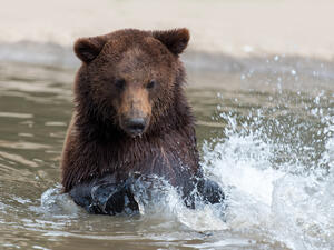 black bear