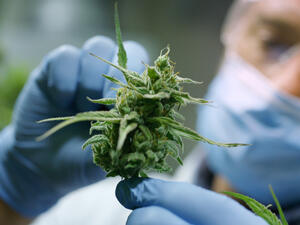 If you hold the 'cannabis card' you are ok!