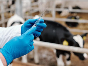3.2 million animals vaccinated in the UAE