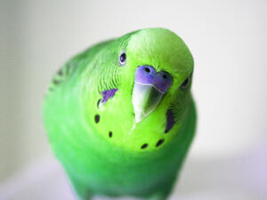 Lime green parrots