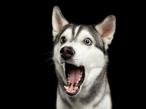An amazing Siberian Husky!