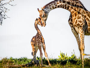 Baby giraffe
