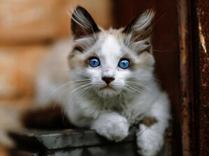 Homeless Cats