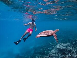hawksbill turtles 