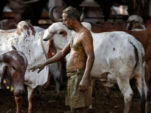 Covered in cow dung  
