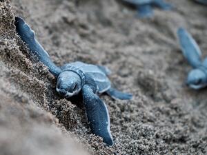 turtle