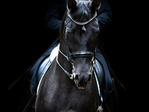 stallions 