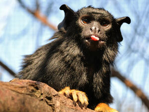 Red-handed tamarin