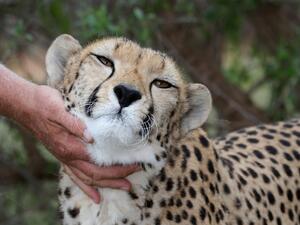 pet cheetah