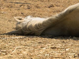  horse