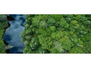 Nestlé Moves Beyond Forest Protection To A Forest Positive Strategy And Boosts Its Use Of Satellite Services