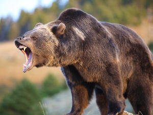 Brown bear hurts 4 in Japan