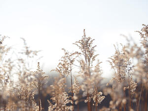 Wild plants 