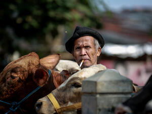cattle traders