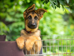 German Shepard saves church on fire