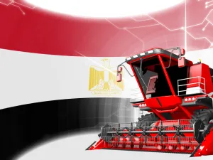 أسعار القمح تتجه نحو الانخفاض بعد قرار مصري بإلغاء مناقصتي شراء
