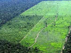 International Funding Largely Depends on Reducing Deforestation, Protecting Rights