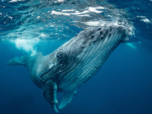 whale　