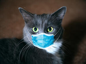 Cat in a medical mask