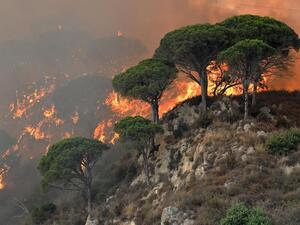 Forest fires breaks in Sicily