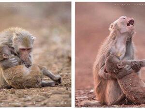 اكتشاف.. الحزن وارء إصرار حيوانات على حمل صغارها بعد الموت