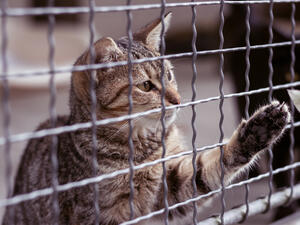 Cat Adoption