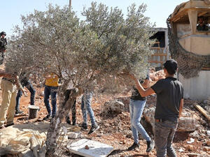 Olive harvesting in Palestine 