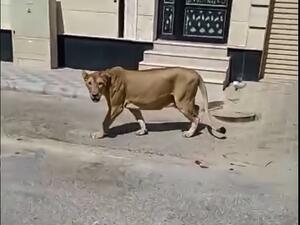 أسد في شوارع الخبر