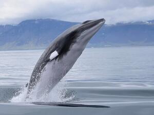 whale
