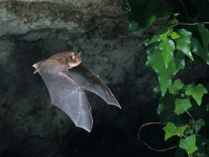 bat cave