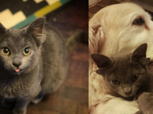 Cat with four ears