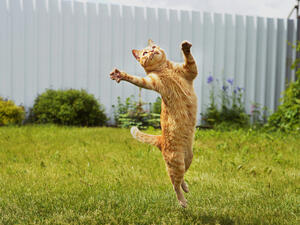 Oregon cat might be world's oldest at age 26