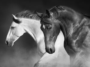 the fifth edition of the International Exhibition of Arabian Horses