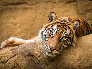 Sheriff's deputies shot and killed the eight-year-old tiger at Naples Zoo, Florida 