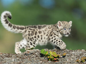 leopard cubs.